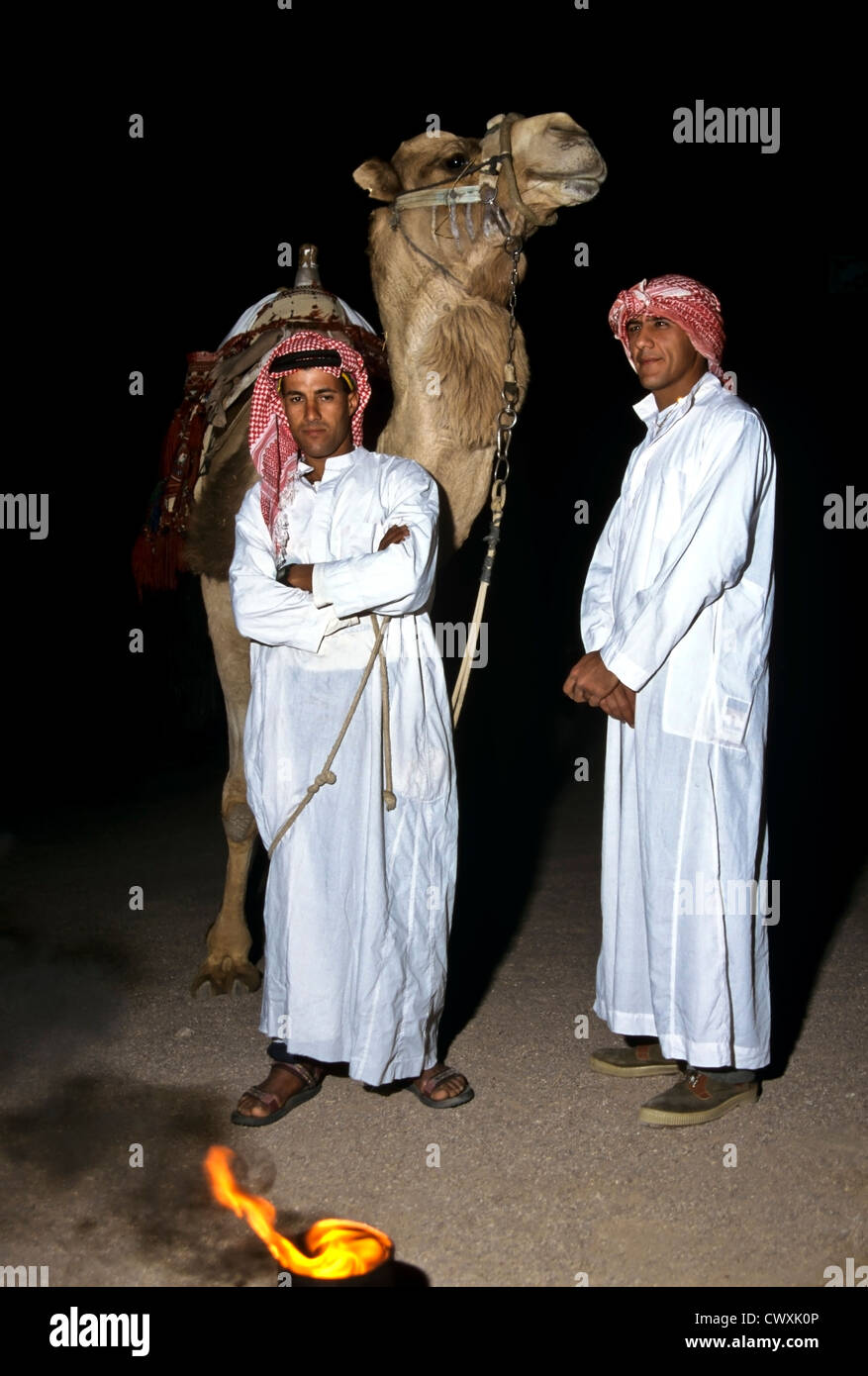 8051. Bedouins with a camel, Israel Stock Photo