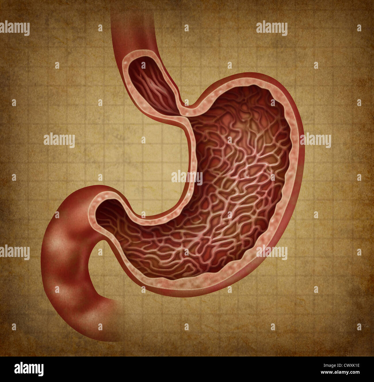 Stomach anatomy diagram of the human digestive organ with a medical cross section inside the body part that digests as a health Stock Photo