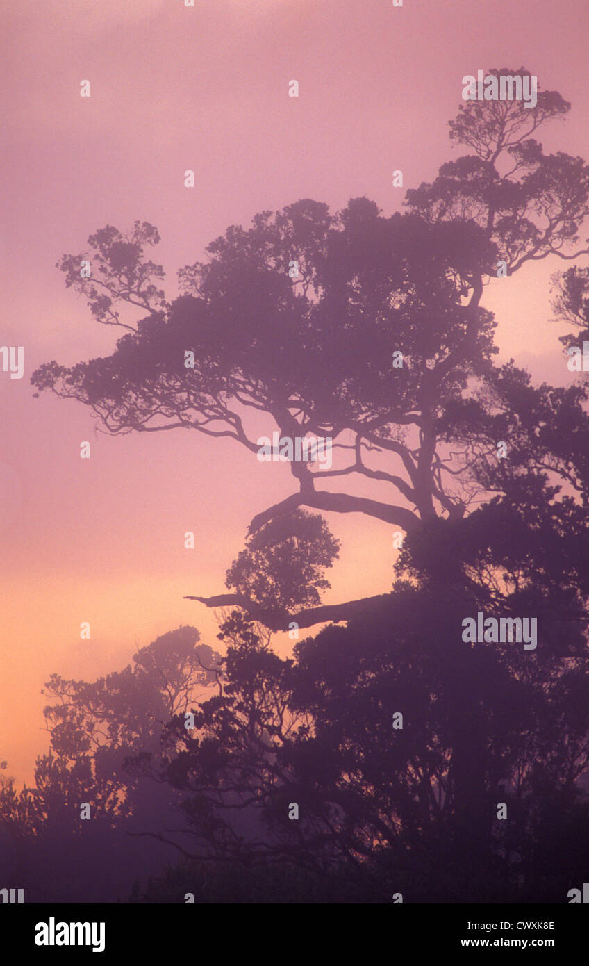 Ohia trees and fog at sunset in native Hawaiian tree species tropical rainforest at Kokee State Park, Kauai, Hawaii. Stock Photo