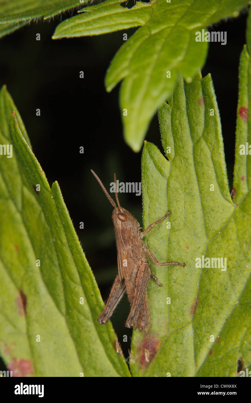 Common field grasshopper (Chorthippus brunneus) Larva on a leaf Stock Photo