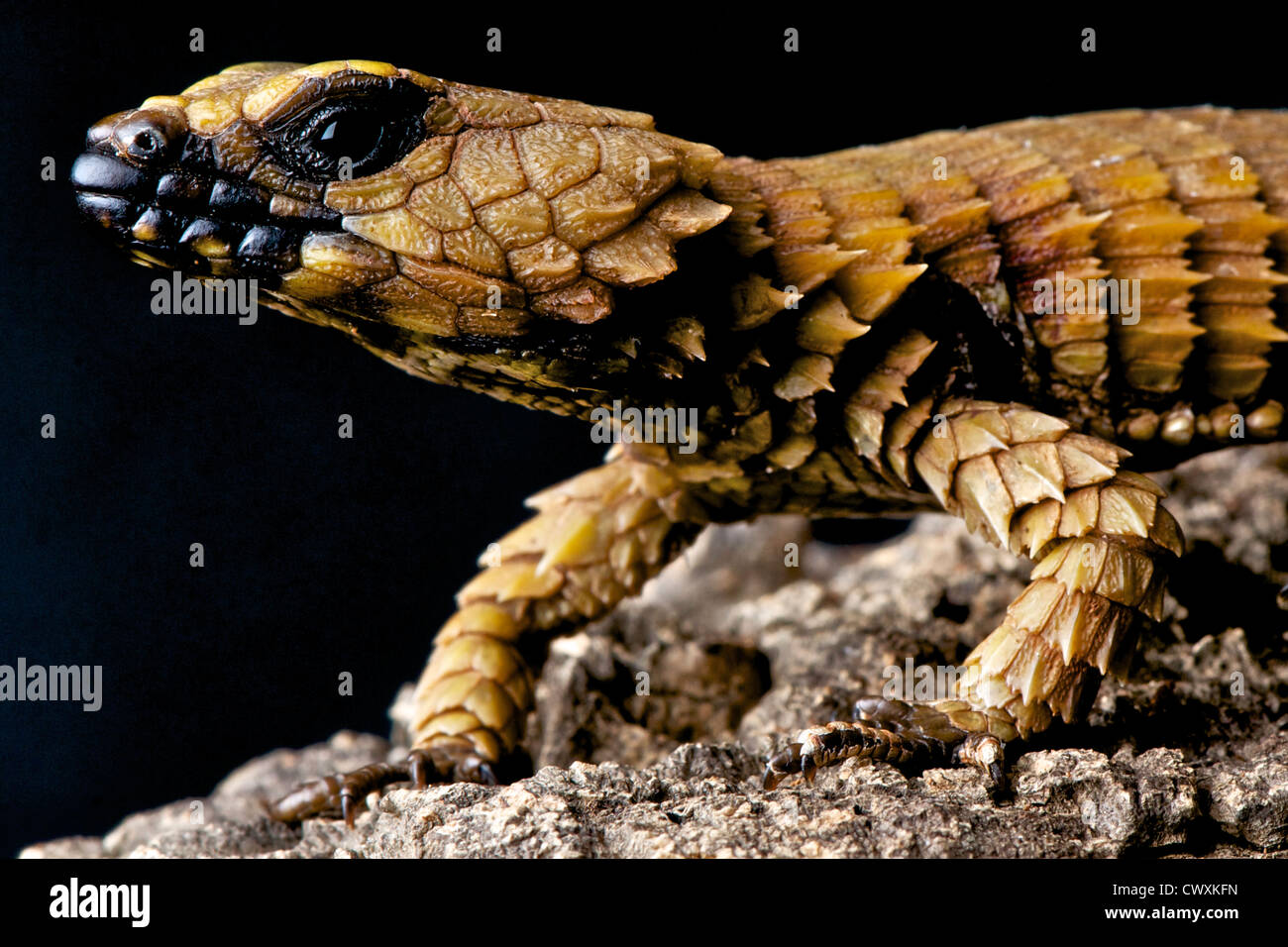 Armadillo lizard / Cordylus cataphractus Stock Photo