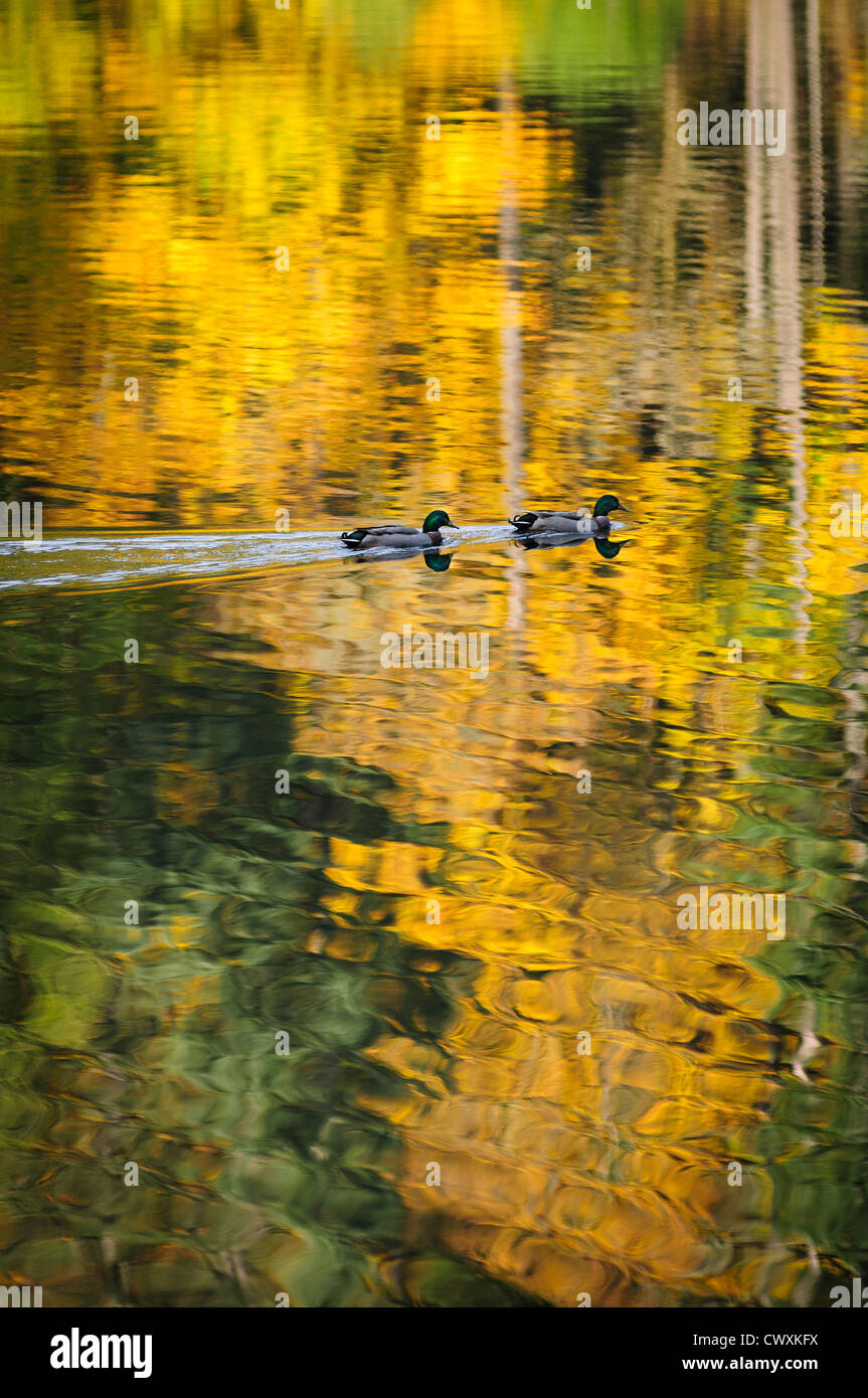 Mallard ducks and fall color reflected in water at Battle Ground Lake State Park, Clark County, Washington. Stock Photo