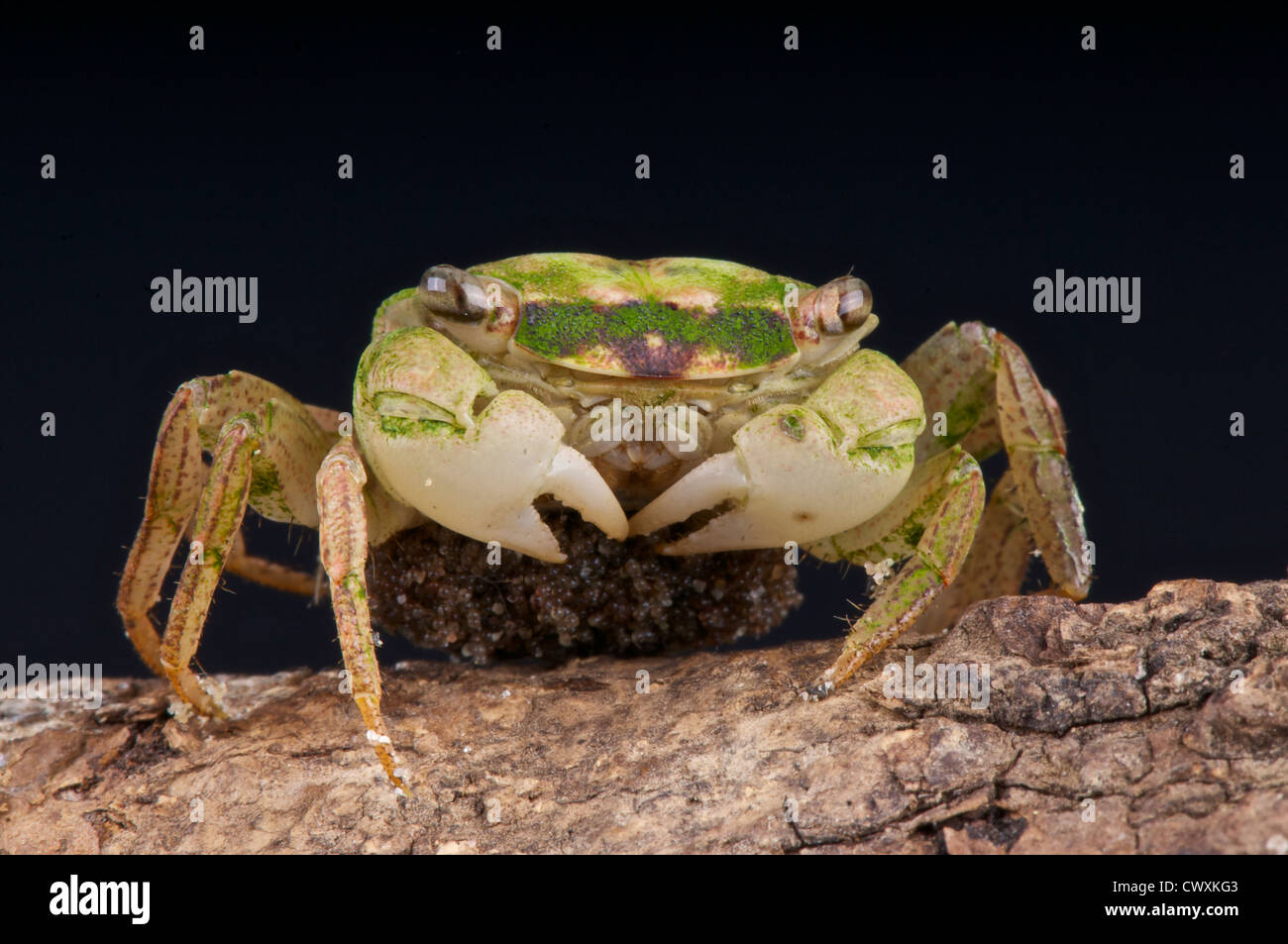 Green vampire crab / Geosesarma sp carrying eggs Stock Photo