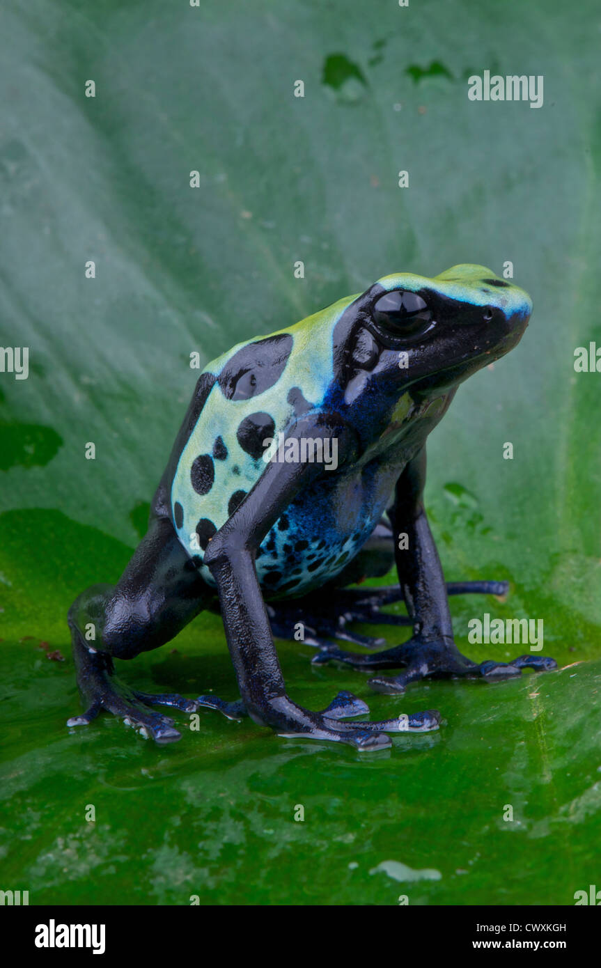 Dyed dartfrog / Dendrobates tinctorius Stock Photo