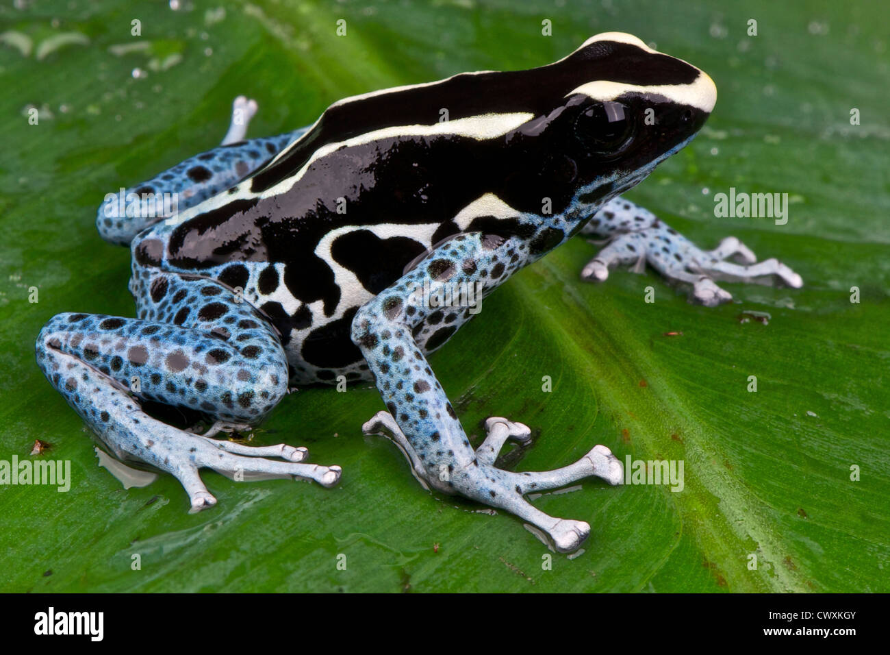 Dyed Dart Frog / Dendrobates tinctorius Stock Photo