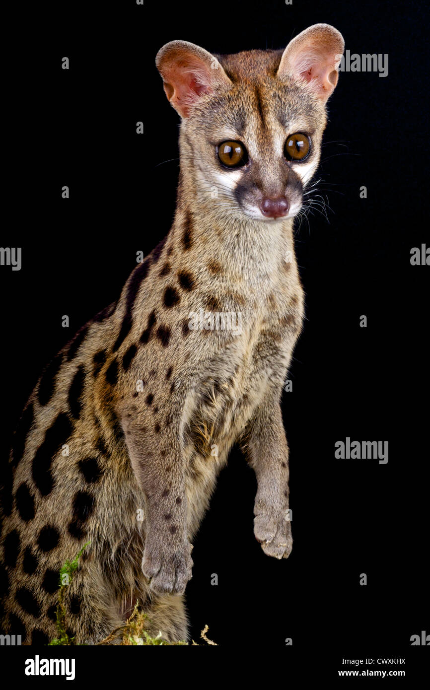 Genet / Genetta genetta Stock Photo