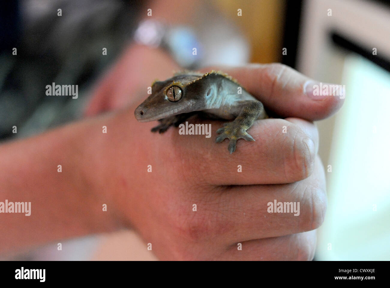 A Crested Gecko at the RSPCA Reptile Rescue Centre in Patcham Stock
