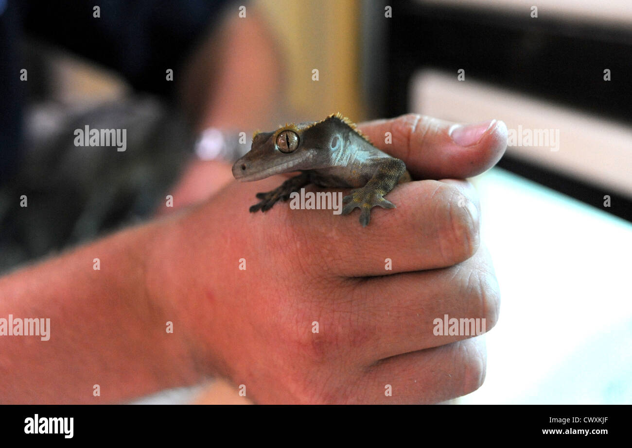 A Crested Gecko at the RSPCA Reptile Rescue Centre in Patcham Stock