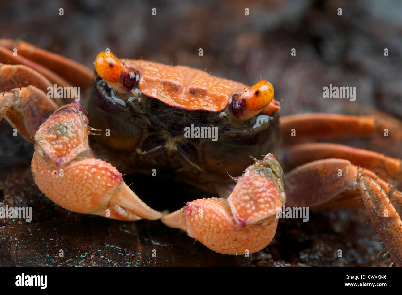 Orange vampire crab / Geosesarma sp. Stock Photo