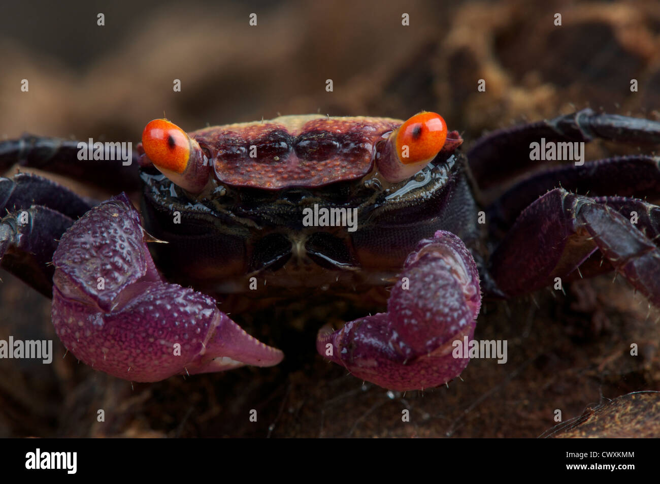 Purple vampire crab / Geosesarma sp. Stock Photo