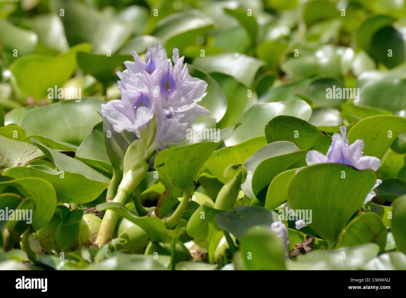 Water Hyacinth Stock Photo