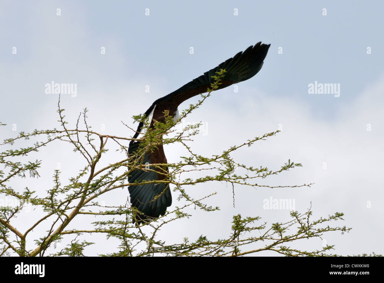 African Fish Eagle - Take Off Stock Photo