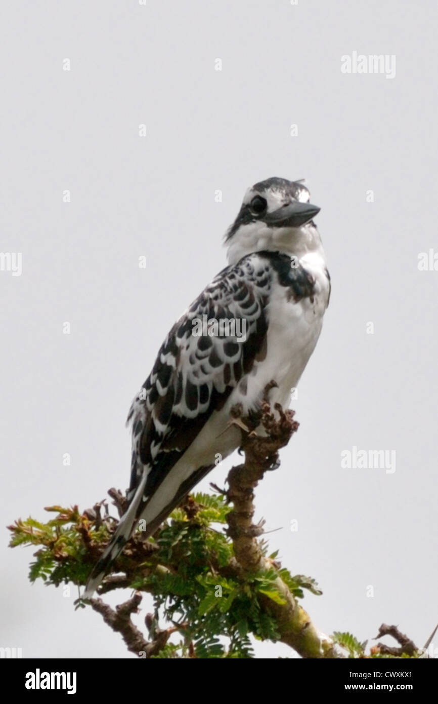 Pied Kingfisher on a Perch Stock Photo