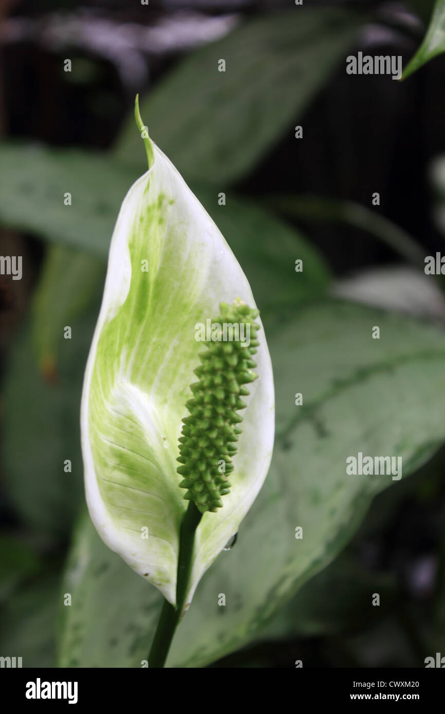 Anthurium blanc hi-res stock photography and images - Alamy