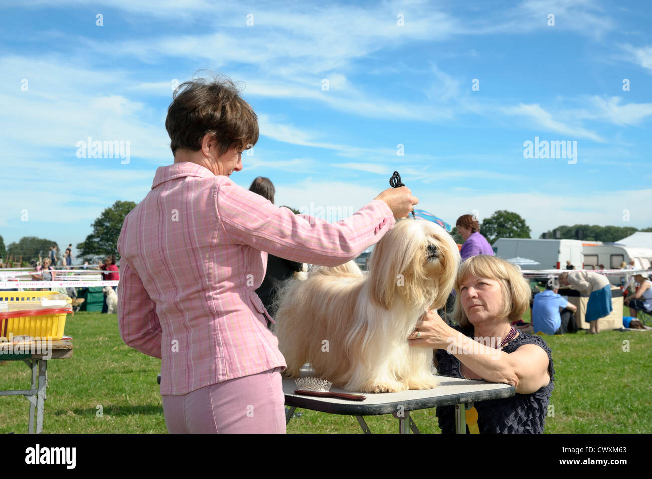 Dog show judging at Kington Show, Herefordshire, UK. Woman judge examining dog standing on a table. Stock Photo
