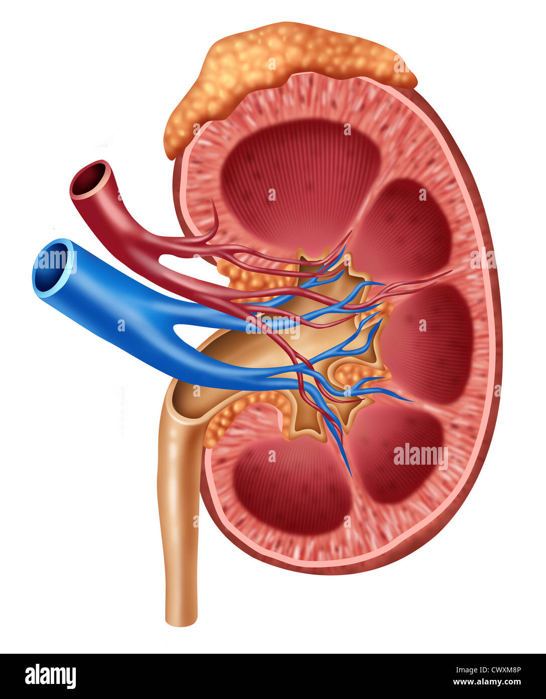 Unlabeled Kidney Anatomy Diagram - Aflam-Neeeak