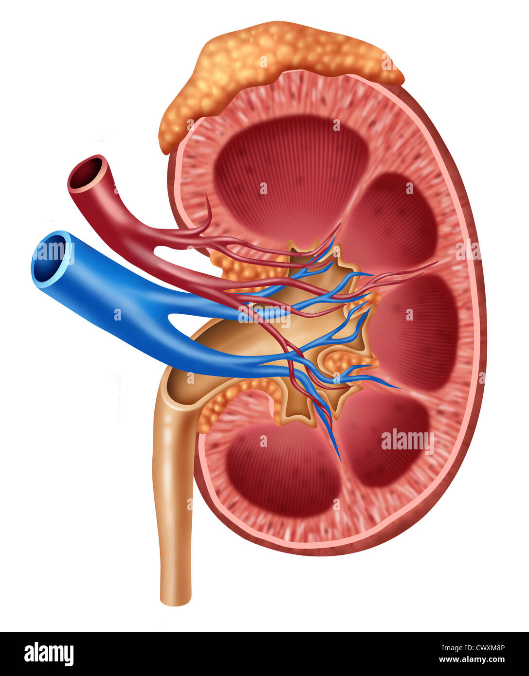 Human kidney medical diagram with a cross section of the inner organ with red and blue arteries and adrenal gland as a hrealth care and medical illustration of the inside anatomy of the urinary system isolated on a white background. Stock Photo