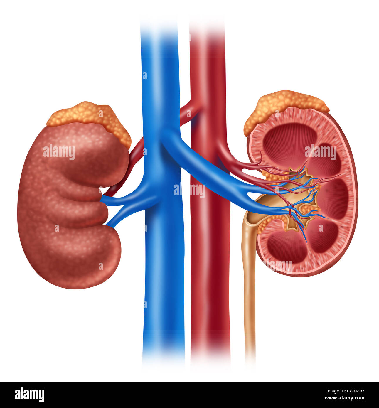Human kidney medical diagram with a cross section of the inner organ with red and blue arteries and adrenal gland as a hrealth care and medical illustration of the inside anatomy of the urinary system isolated on a white background. Stock Photo