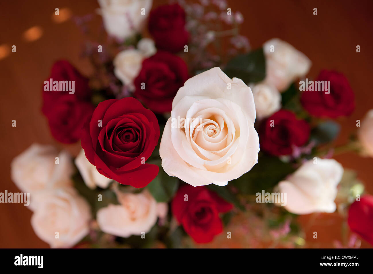 Red and white roses Stock Photo - Alamy