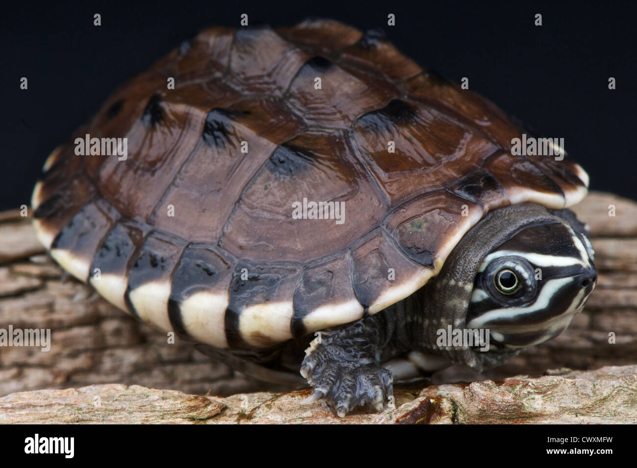 Malayan snail eating turtle / Malayemis macrophala Stock Photo Alamy