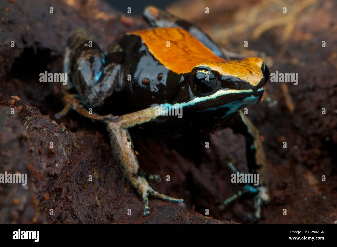 Leaf mantella / Mantella betsileo Stock Photo Alamy