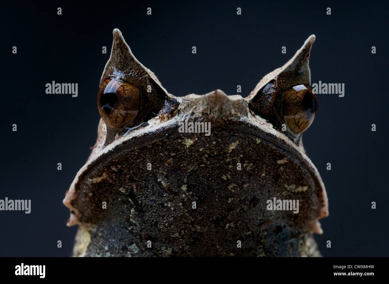 Malayan horned frog / Megophrys nasuta Stock Photo