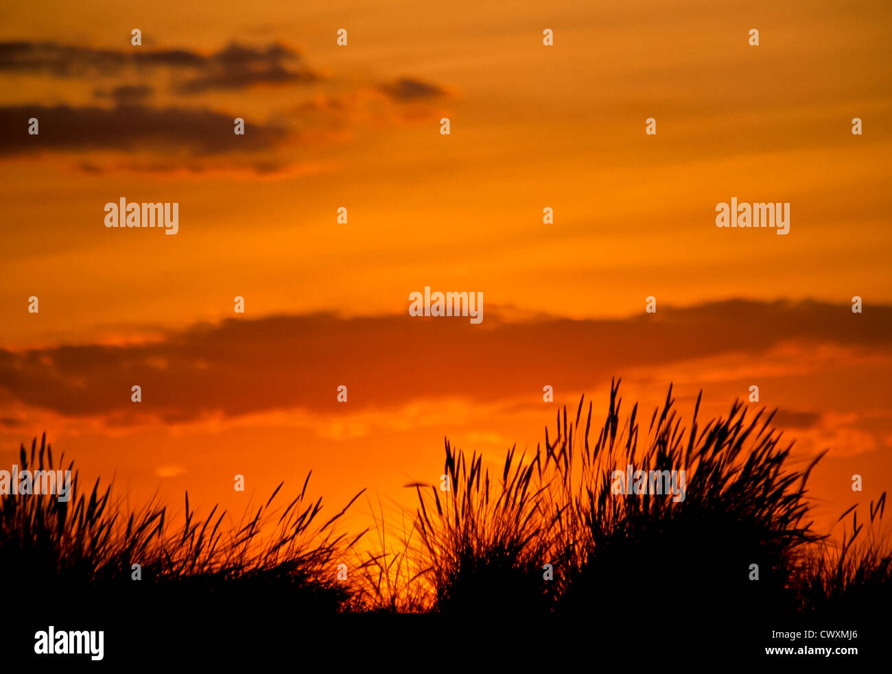 8103. Sunset with grasses Stock Photo