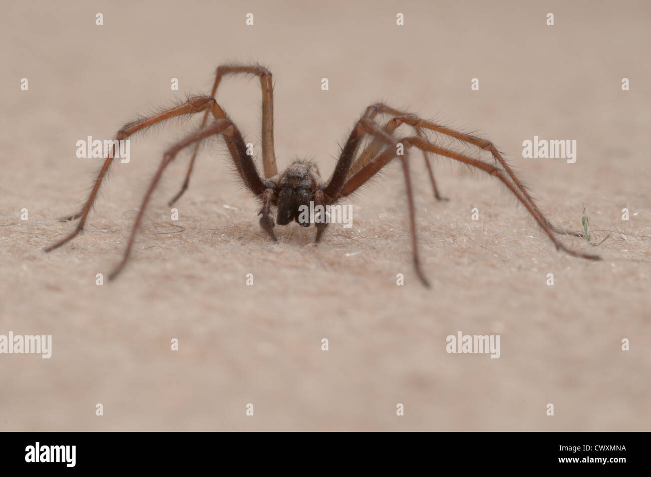 House spider (Tegenaria gigantea) Sussex, UK. September indoors Stock Photo