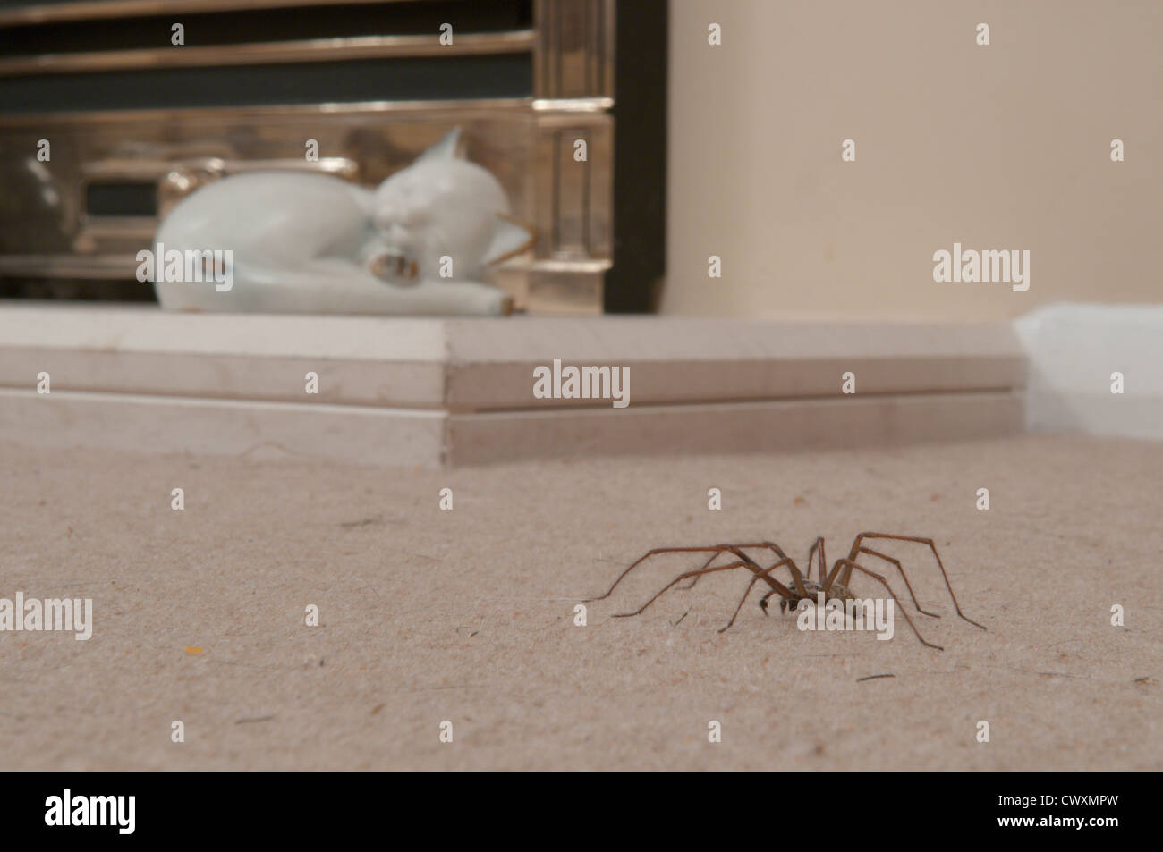 House spider (Tegenaria gigantea) Sussex, UK. September indoors Stock Photo