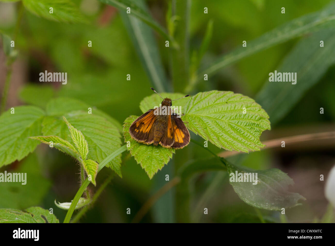 Indian skipper - female Stock Photo