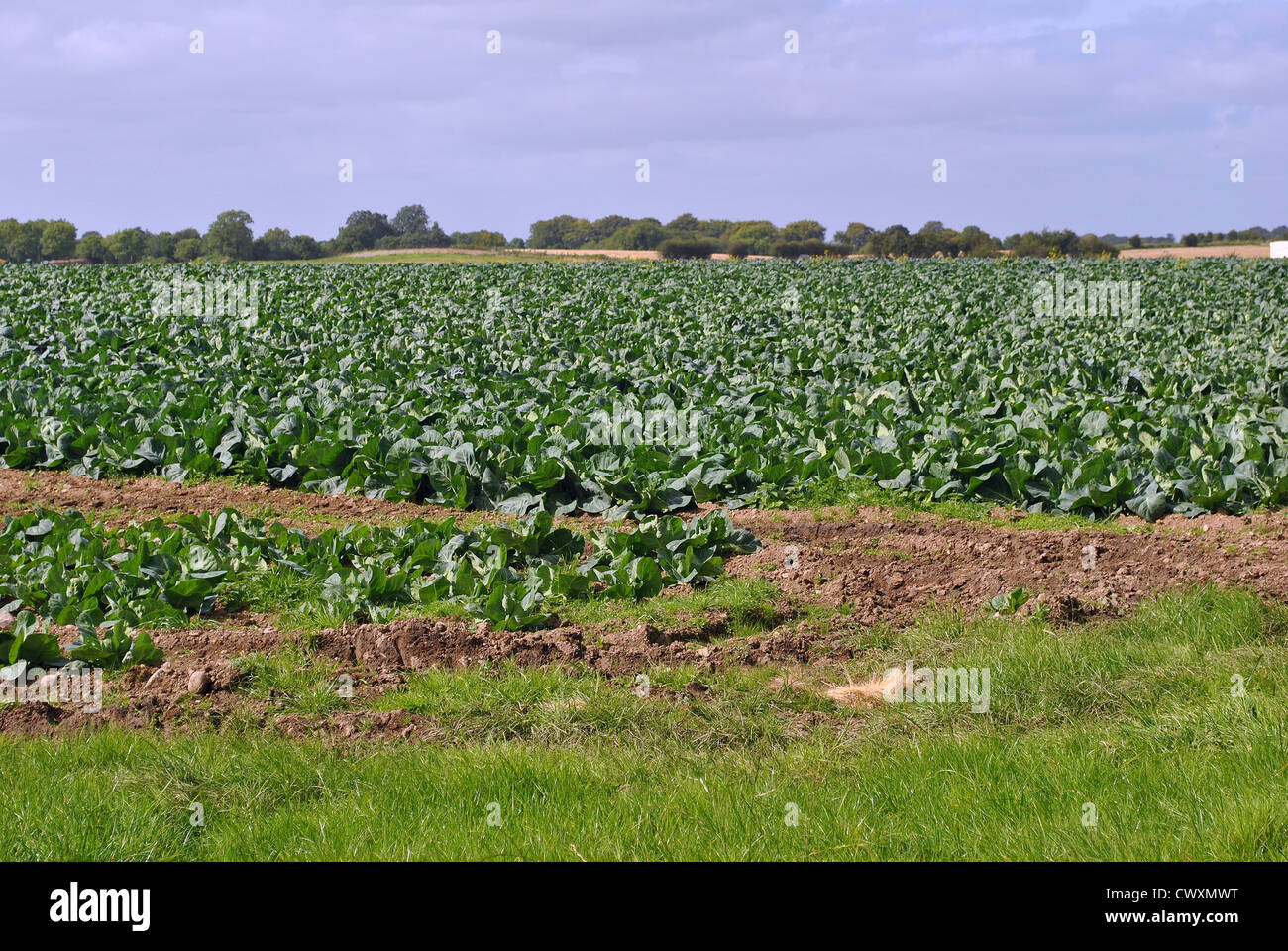crops field of green cabbage Stock Photo - Alamy