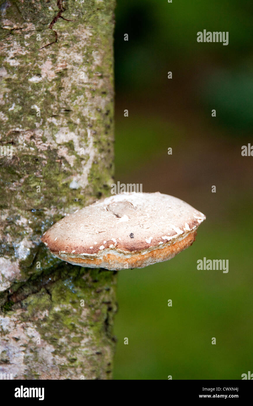 Tree Fungus Artist Conk ( Ganoderma lipsiense Stock Photo - Alamy