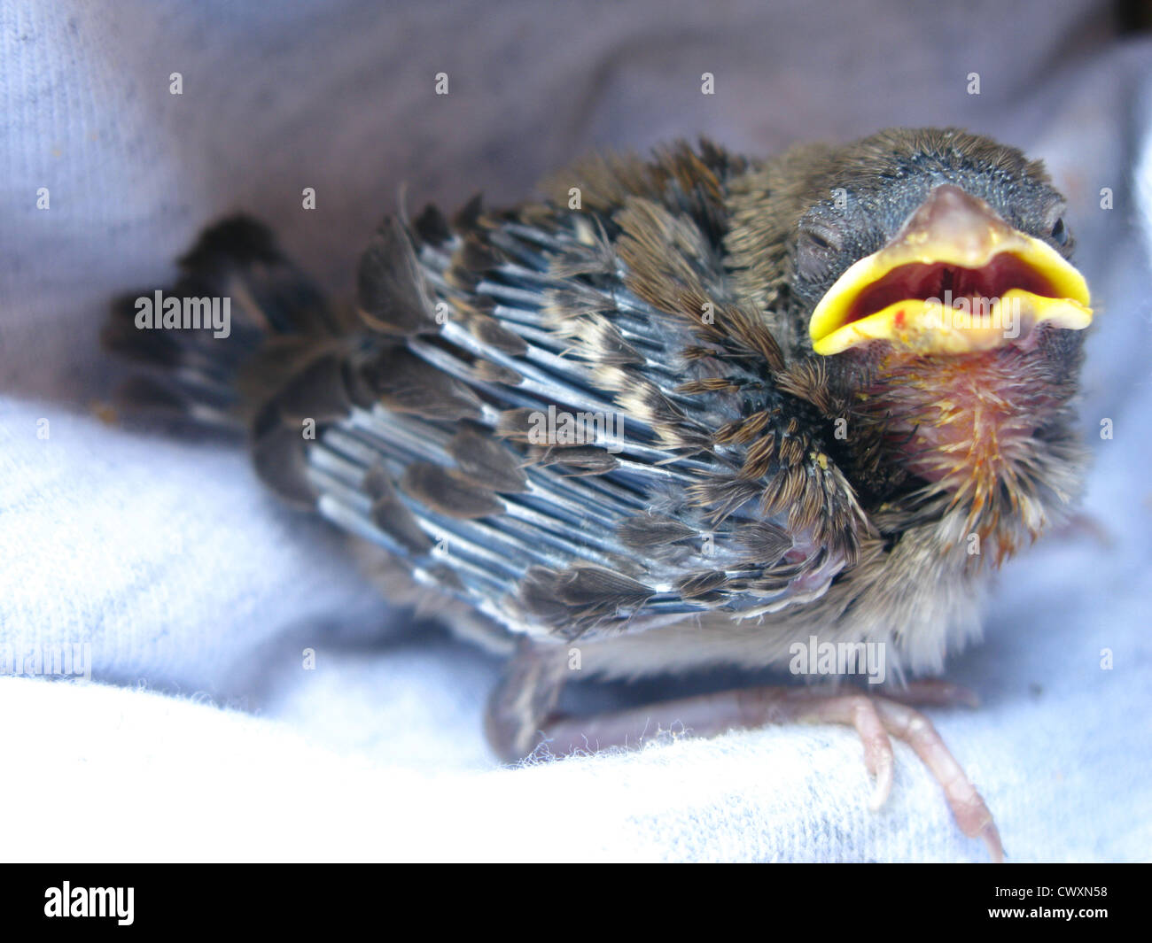 Baby Bird Starling Stock Photo Alamy