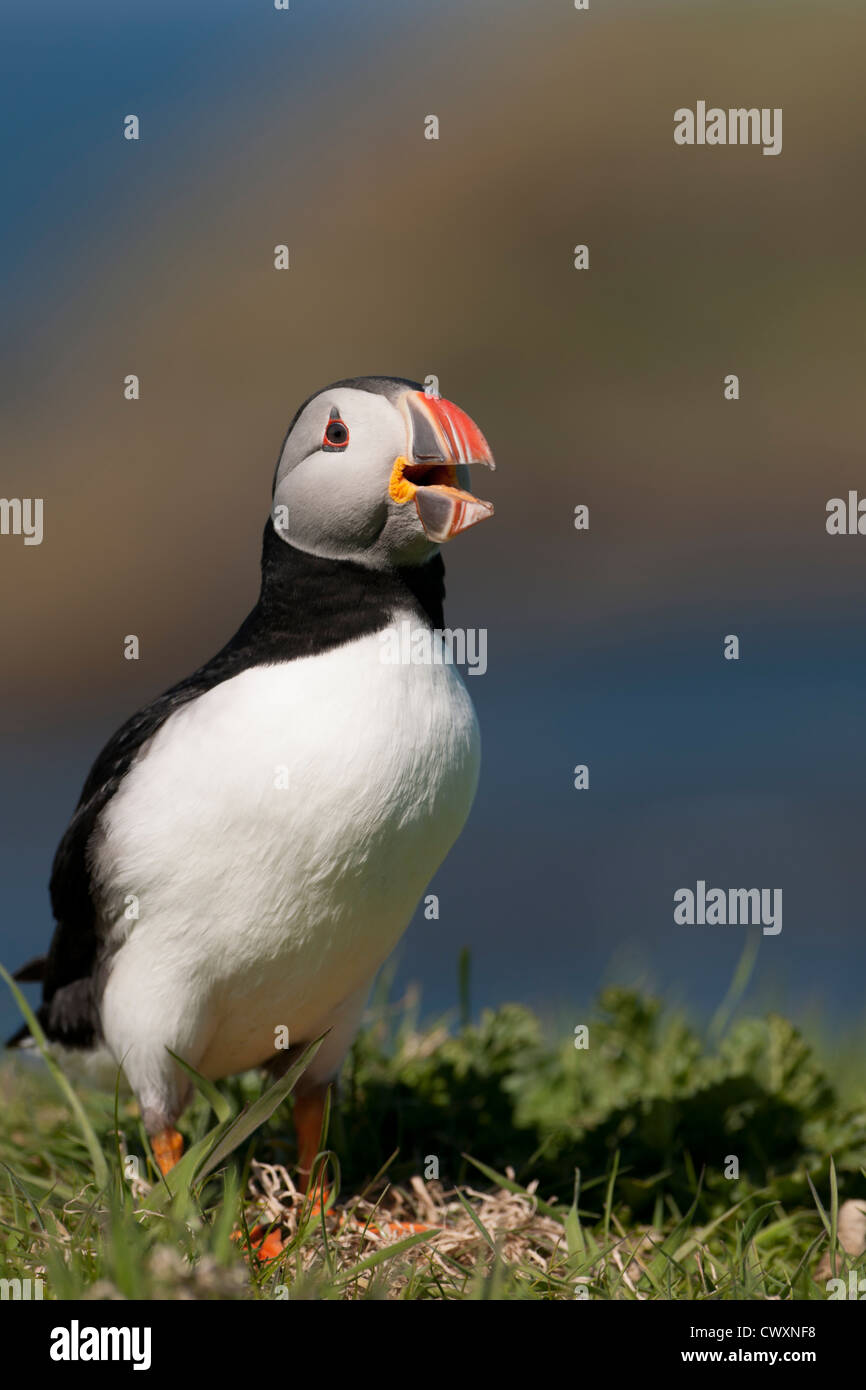 A happy puffin on Lunga, one of the Treshnish Islands in Scotland. Stock Photo