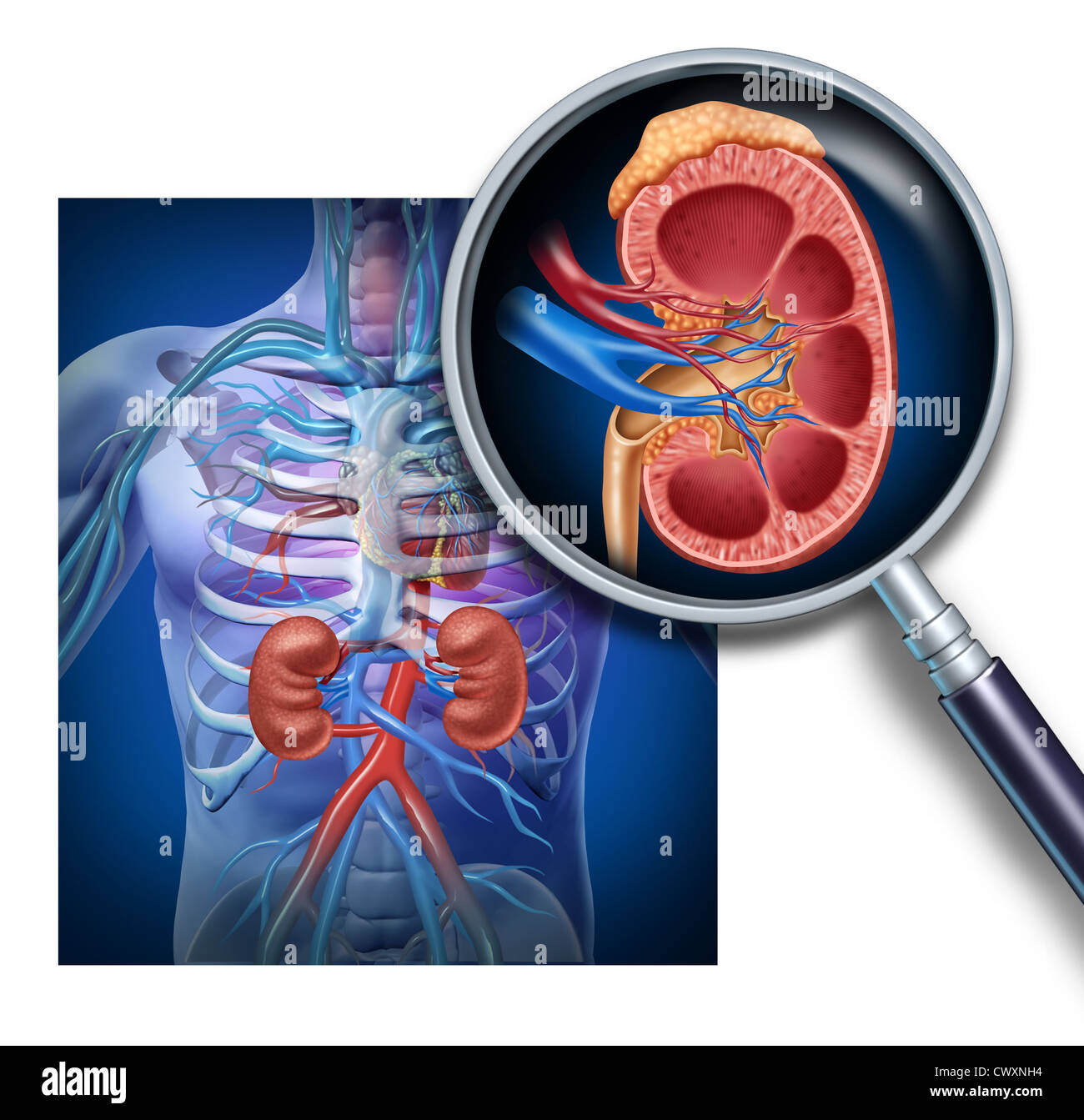 Human kidney magnification from a body as a medical diagram with a cross section of the inner organ with red and blue arteries and adrenal gland as a health care illustration of the anatomy of the urinary system. Stock Photo