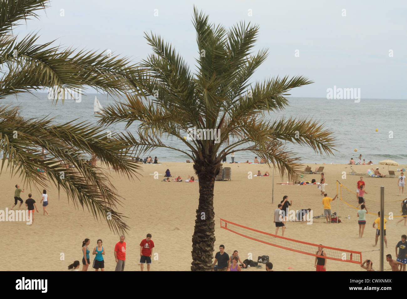 Barcelona Beech Spain Palm Tree Stock Photo Alamy