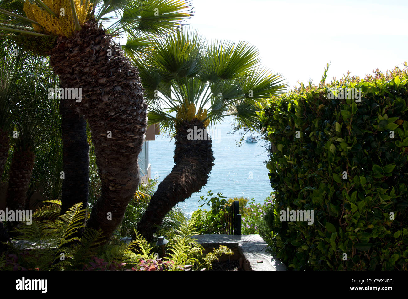 Palm Trees In California Stock Photo Alamy palm-trees-in-california-stock-photo-alamy