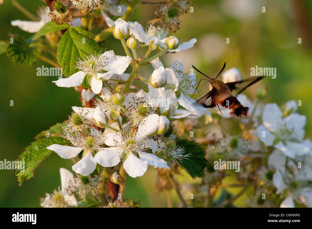 Hummingbird Clearwing Moth On A Blackberry Bush Stock Photo - Alamy