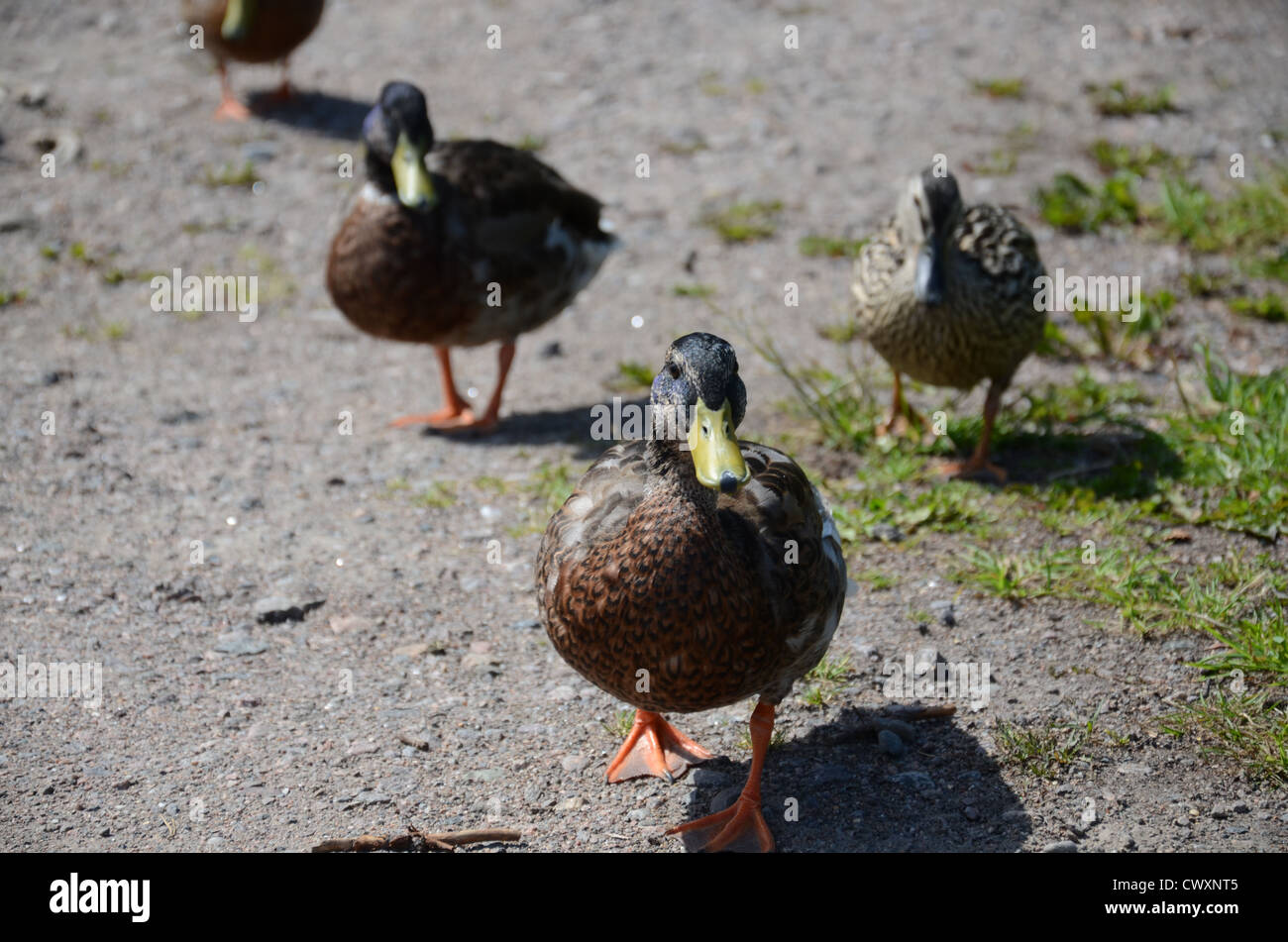 Three duck is walking Stock Photo