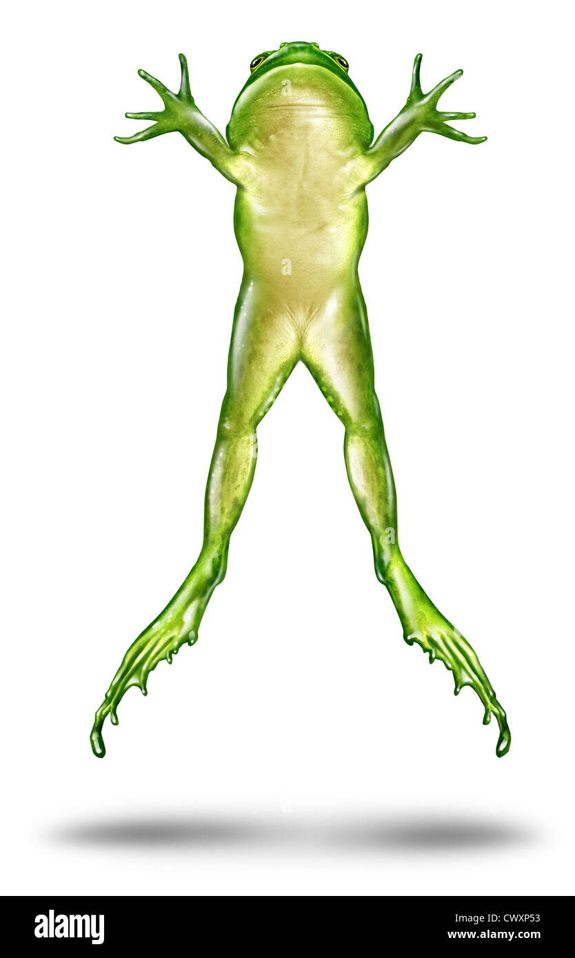 Frog Jumping up in the air as a dynamic green amphibian on a white background in an animated action pose of escape and as a symbol of animal ecology and nature conservation. Stock Photo