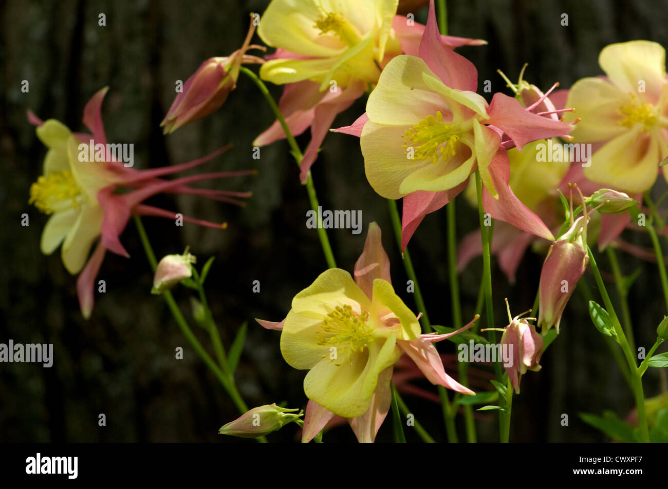 Close-up of yellow and pink flowers in the summer (select focus image of one flower in the group). Stock Photo