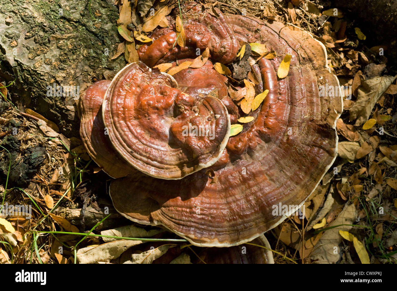 Tree fungus growing at the root of a tree Stock Photo Alamy