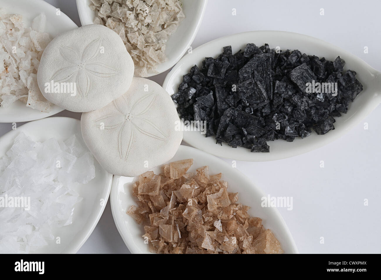 Five flavors of natural sea salt on tasting spoons with sand dollars as