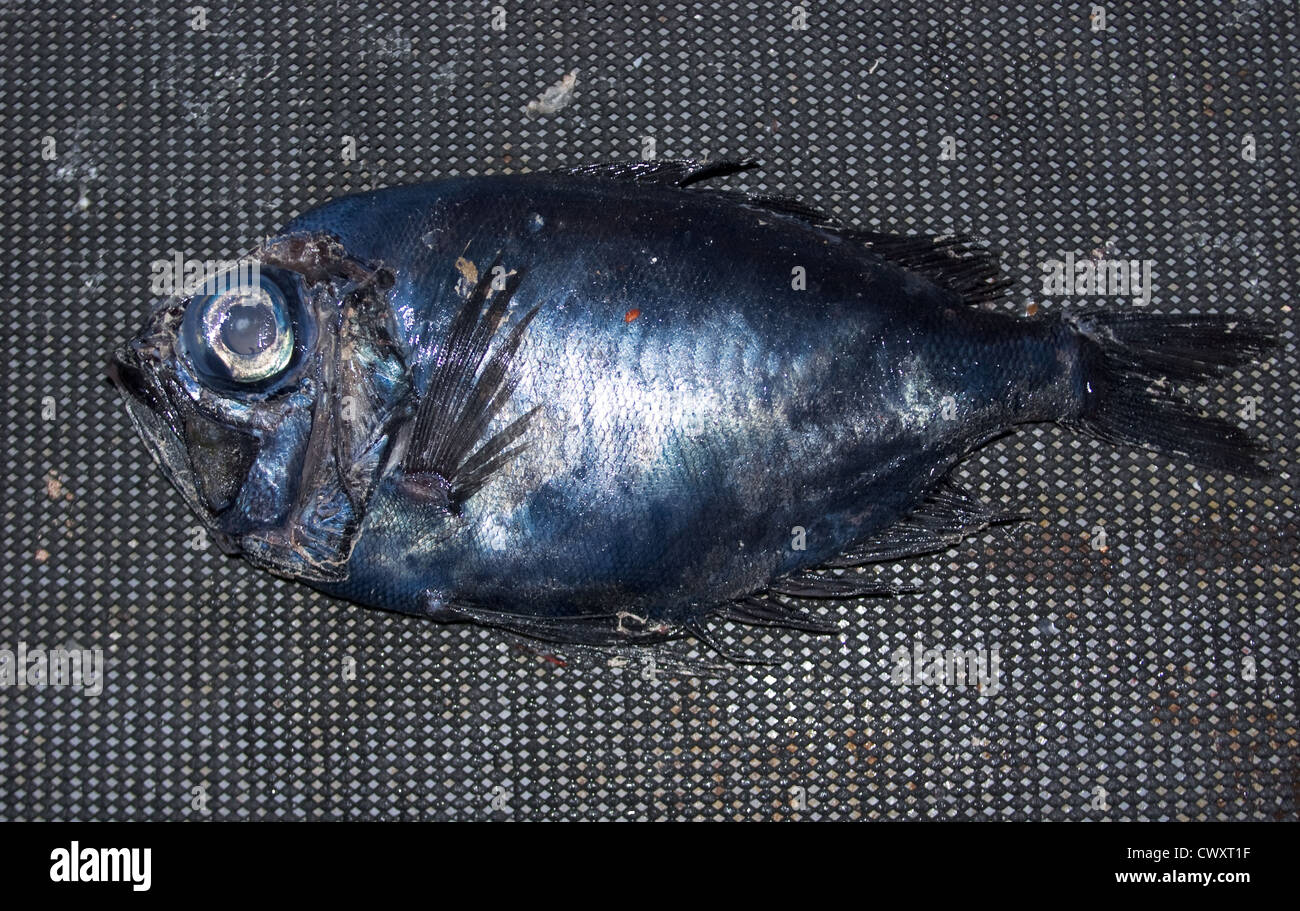 Black Discfish (Diretmus argenteus): also known as Black Roughy: bycatch from trawl net on a commercial fishing trawler. Stock Photo