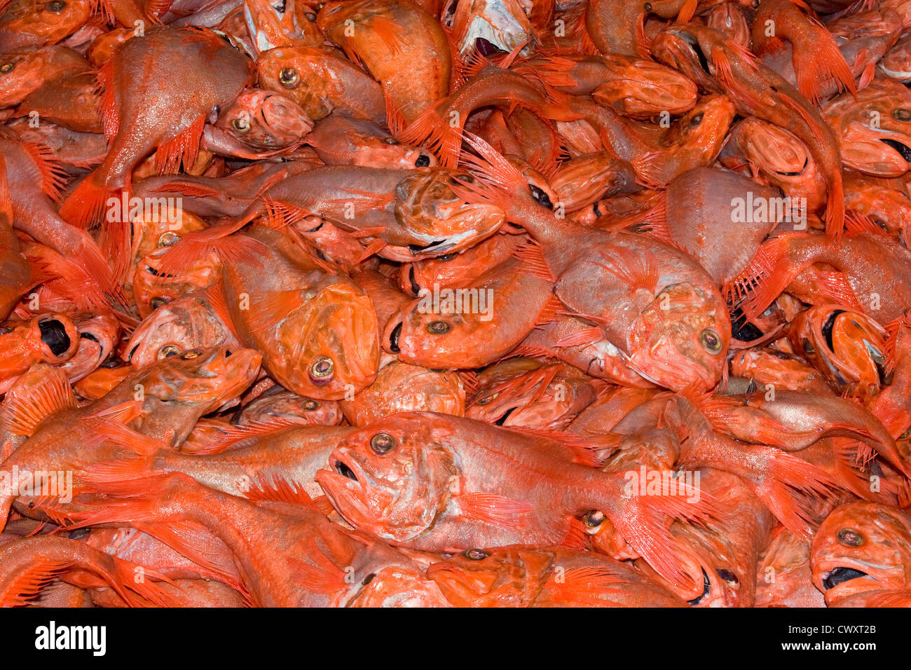 Orange Roughy (Hoplostethus Atlanticus): haul from trawl net on a commercial, deep-sea fishing trawler. Stock Photo