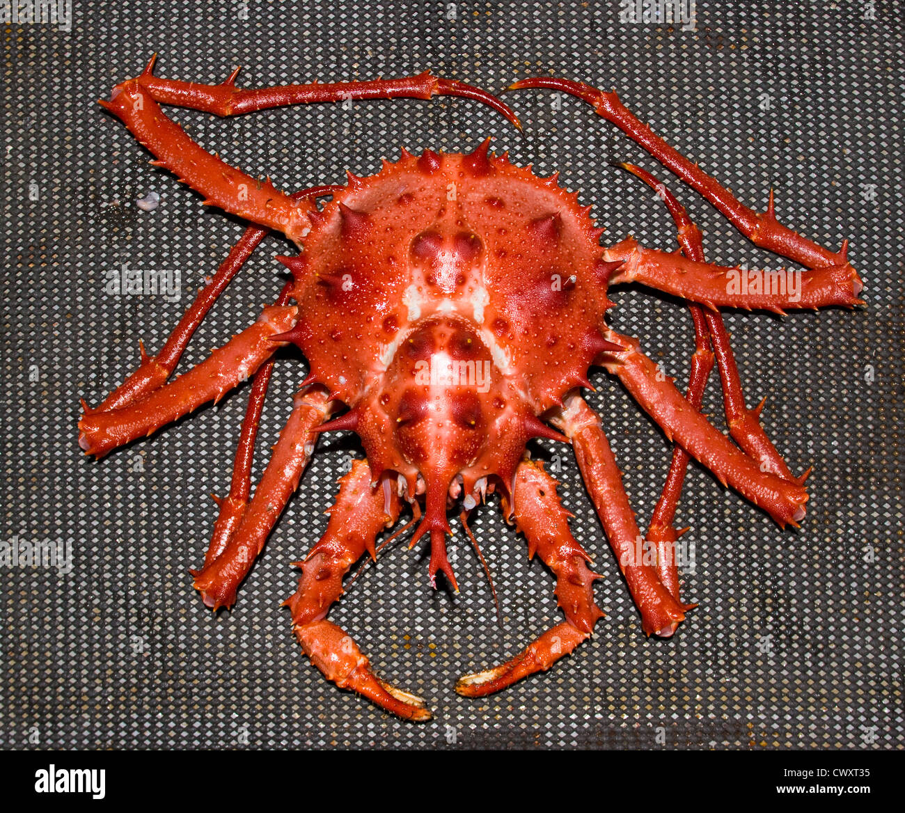 King Crab.  By-catch in a haul from trawl net on a commercial fishing trawler. Murray's King Crab (Lithodes Murrayi). Stock Photo