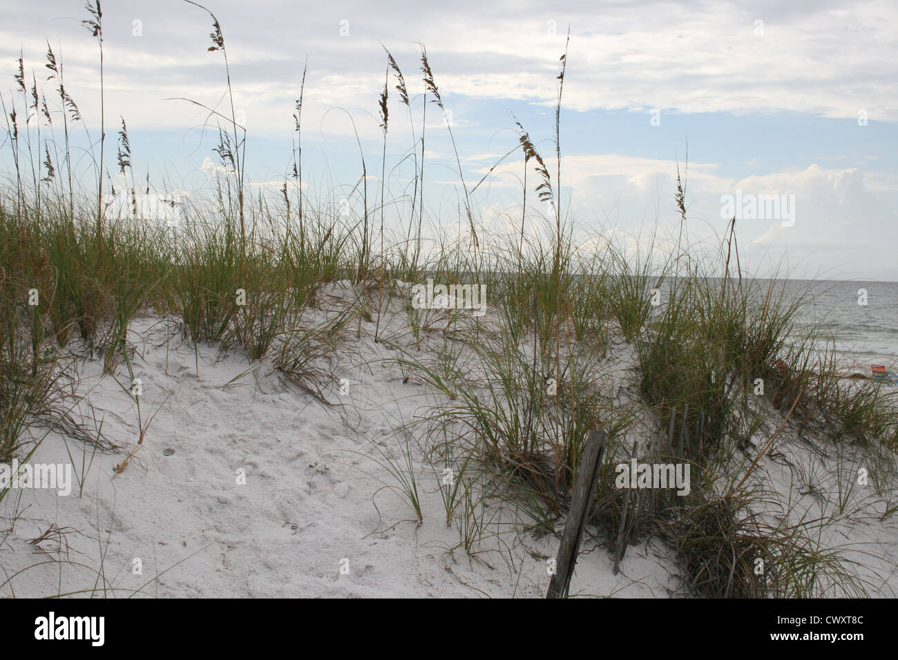 Gulf coast artwork hi-res stock photography and images - Alamy