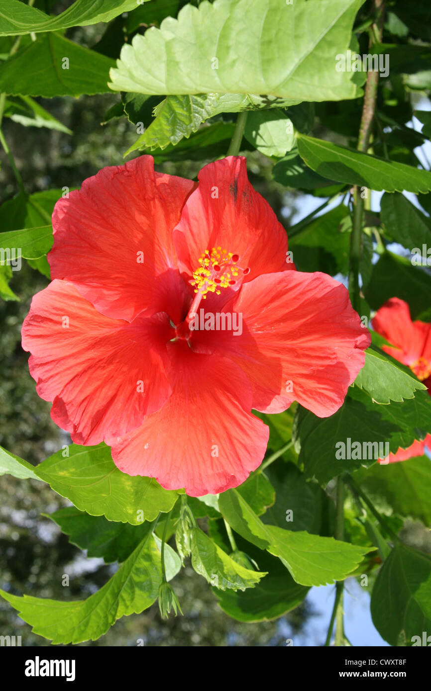 red flowers botanical flower art picture Stock Photo