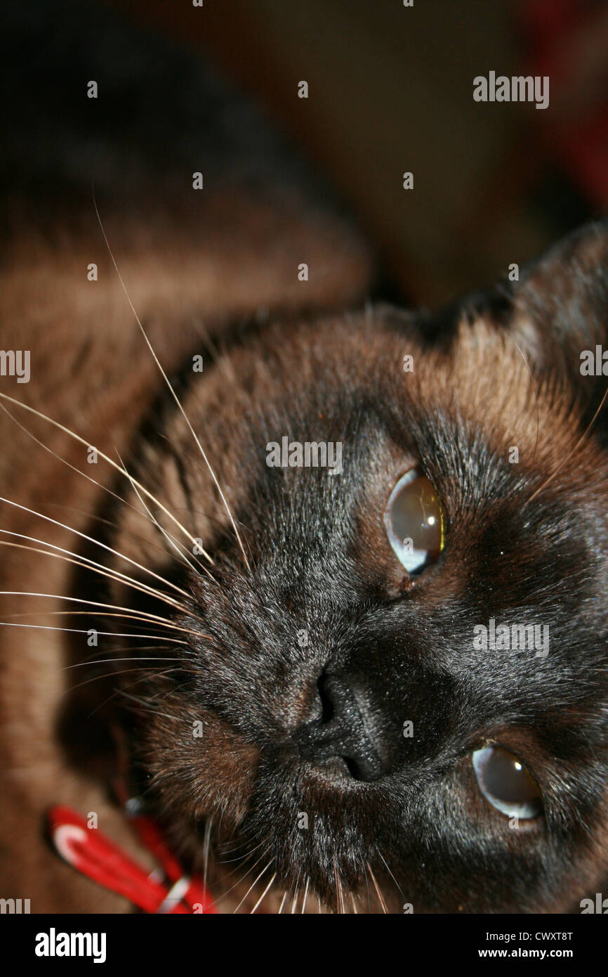 adorable cute funny cat animals Stock Photo