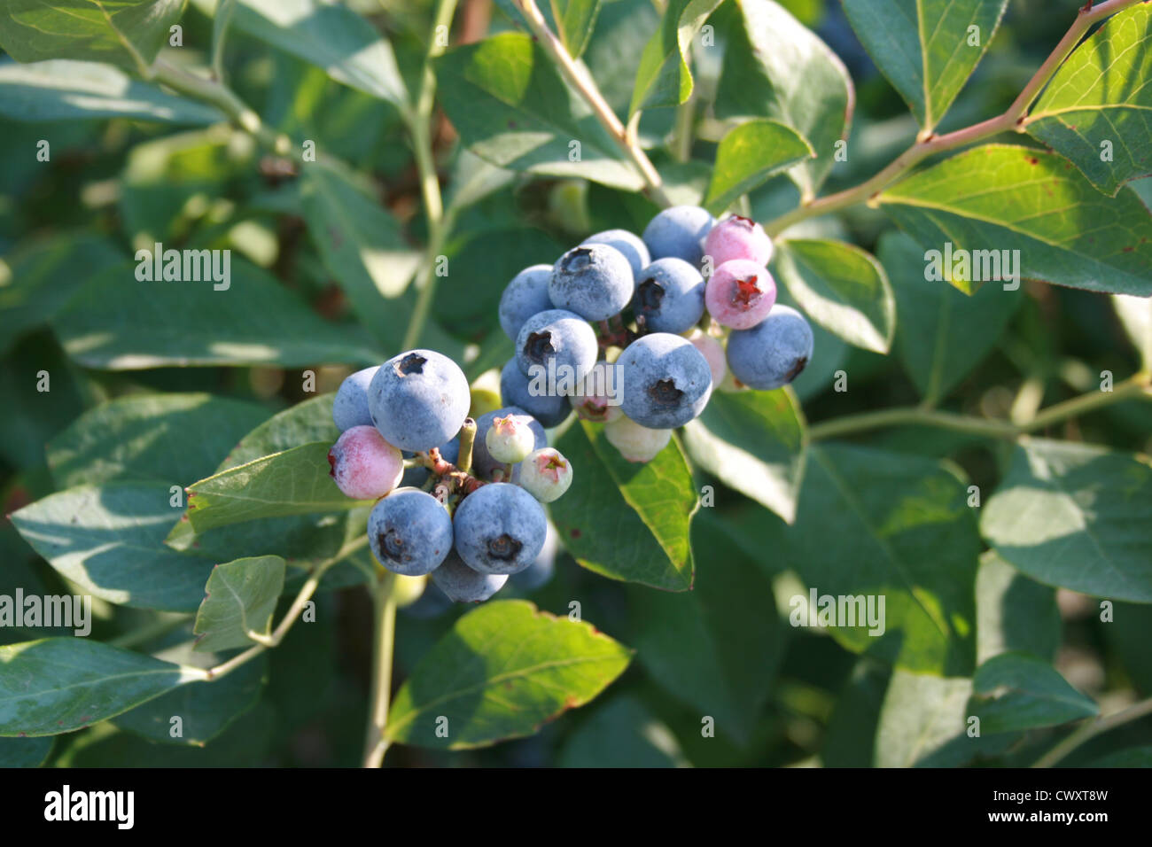 blue blueberries berries fruit farm produce food Stock Photo